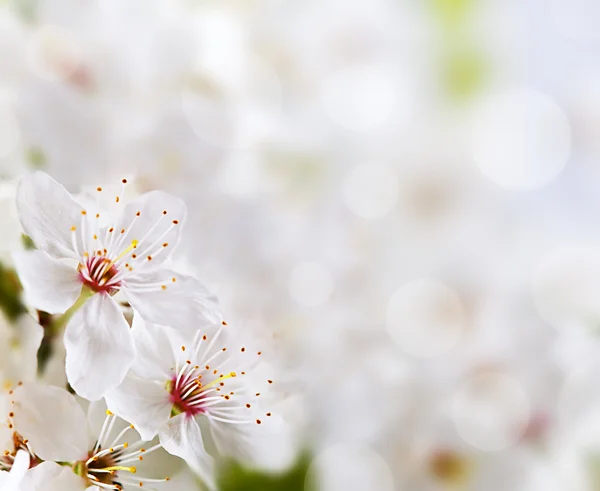 stock image Soft floral background