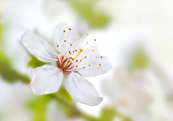 柔らかい花の背景 — ストック写真