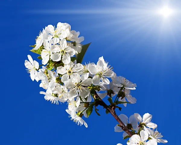Spring flowers tree in sun light — Stock Photo, Image