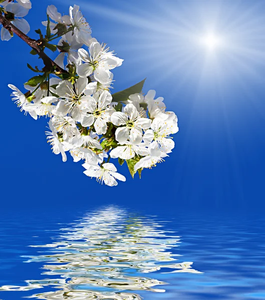 Våren blommor träd i solljus — Stockfoto