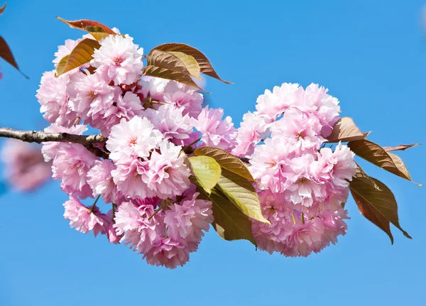 Flor de cerejeira japonesa — Fotografia de Stock