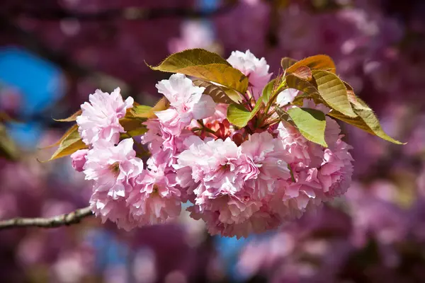 Цветение японской вишни — стоковое фото