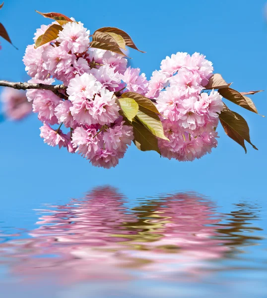 Japon kiraz ağacı çiçeği — Stok fotoğraf
