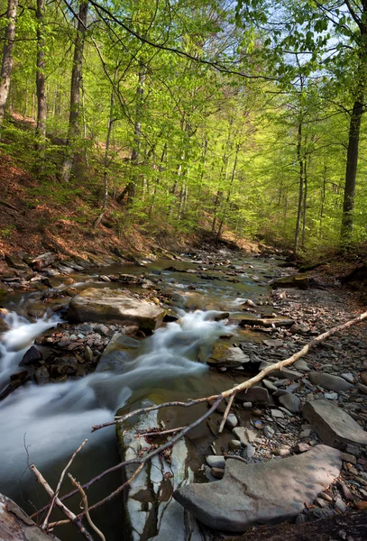 Forest mountain river — Stock Photo, Image