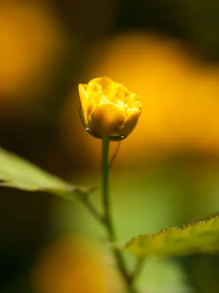 Pequena flor amarela — Fotografia de Stock