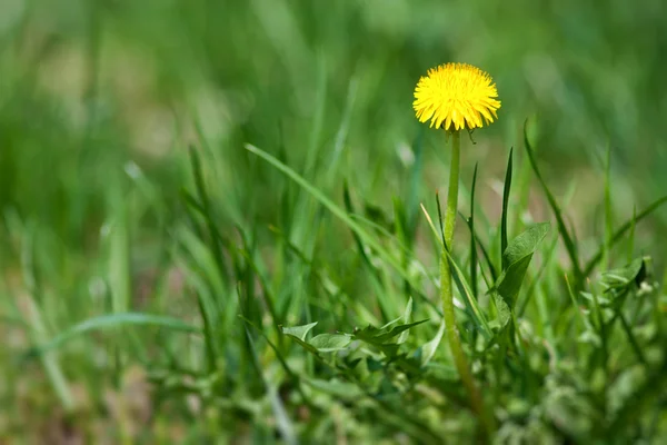 stock image Dandelion in grass