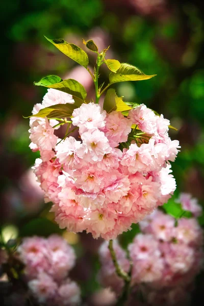 日本樱桃树开花 — 图库照片