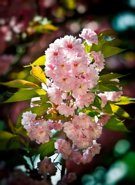 Japanska cherry tree blossom — Stockfoto