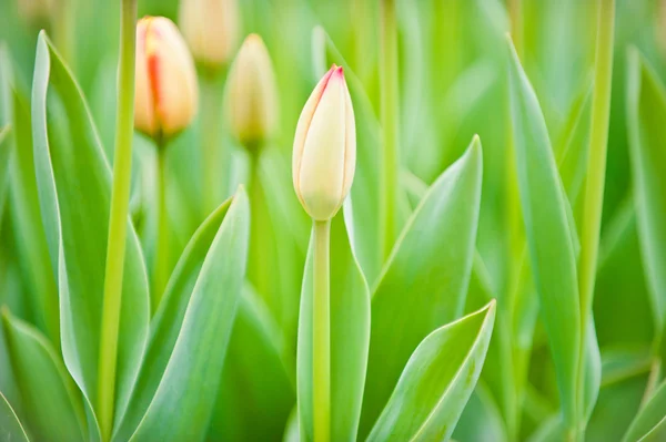 stock image Beautiful spring flowers