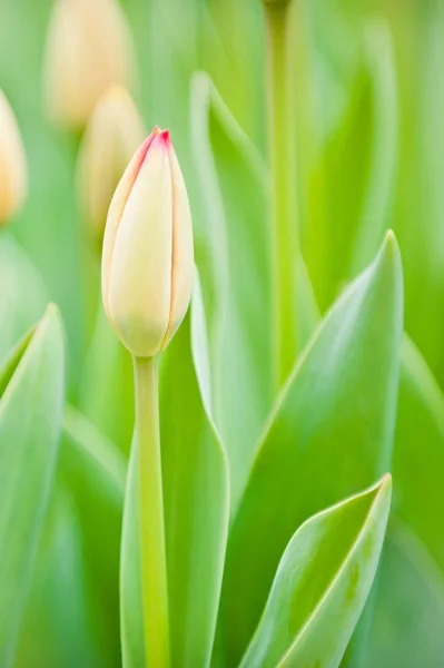 stock image Beautiful spring flowers