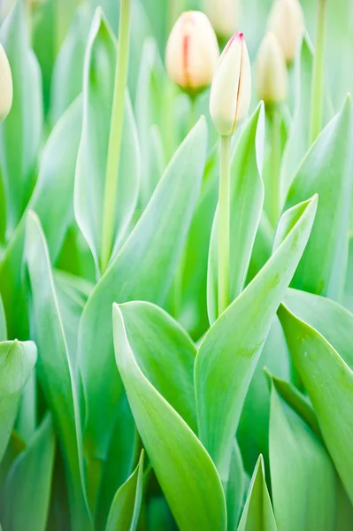 stock image Beautiful spring flowers