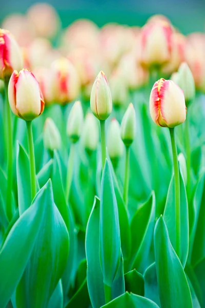 stock image Beautiful spring flowers