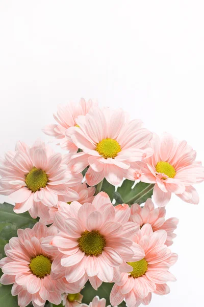 Marguerites fleurs sur fond blanc — Photo