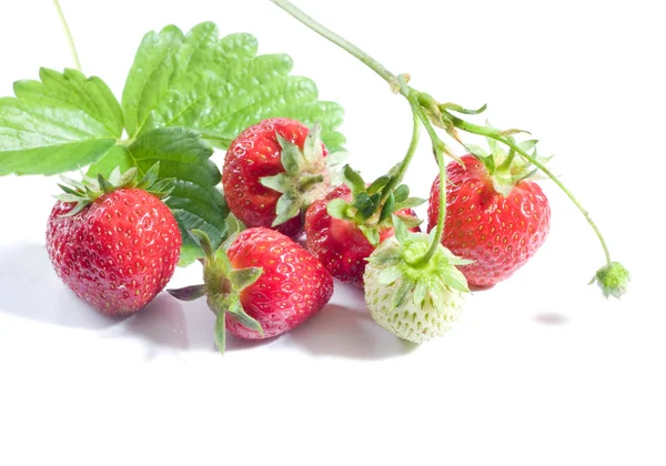 Gäng mogna jordgubbar — Stockfoto