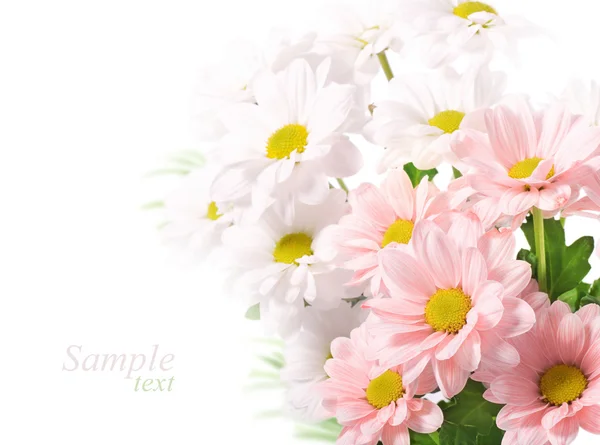 Gänseblümchen Blumen auf weißem Hintergrund — Stockfoto