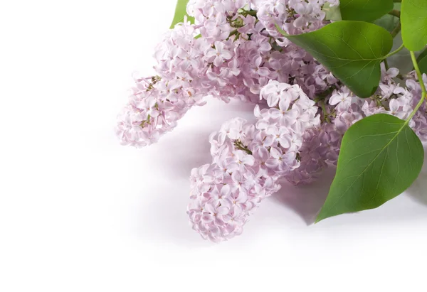 Stock image Lilac branch on a white background