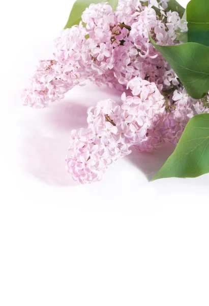 Rama lila sobre fondo blanco —  Fotos de Stock