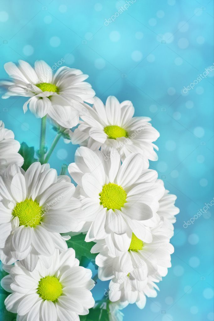 Daisies flowers on blue background