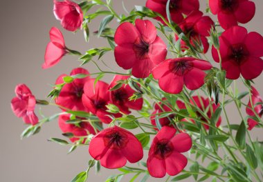 Beautiful red flowers linum grandiflorum clipart