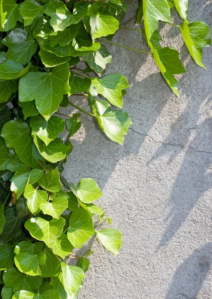 stock image Green creeper on the wall