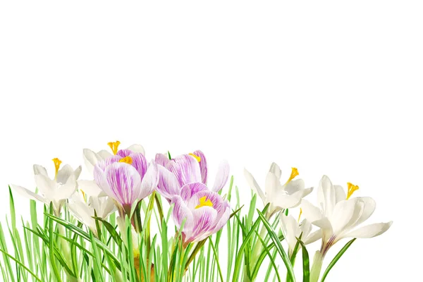 粉色和白色的春花 — 图库照片