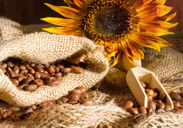 Kávová zrna a slunečnice — Stock fotografie