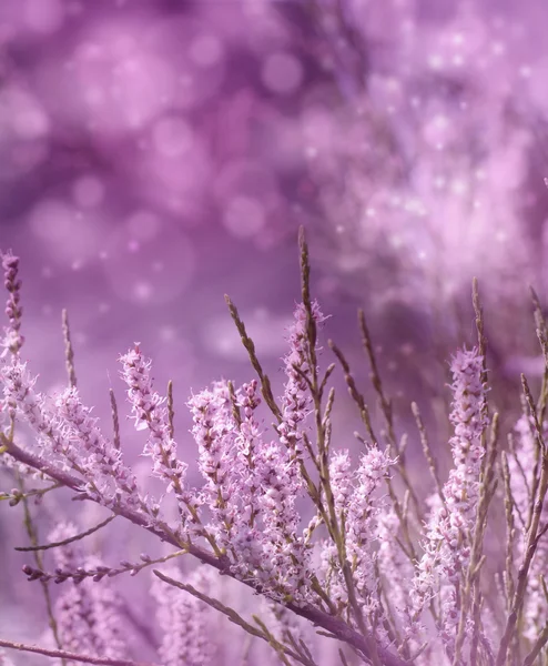 娇嫩的粉红色花朵春天 — 图库照片
