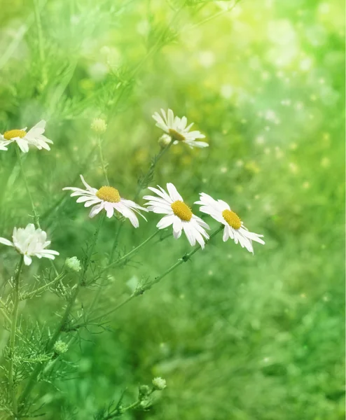 在上午的草地白色甘菊 — 图库照片
