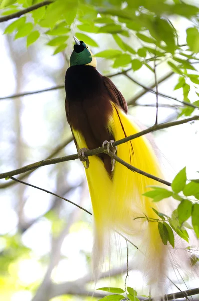 低いの鳥の楽園またはマイナーな paradisaea. — ストック写真