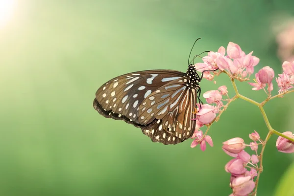 Motyla — Zdjęcie stockowe
