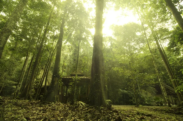 stock image Rain forest