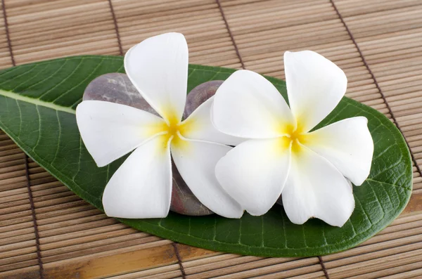 Witte frangipani en therapie — Stockfoto