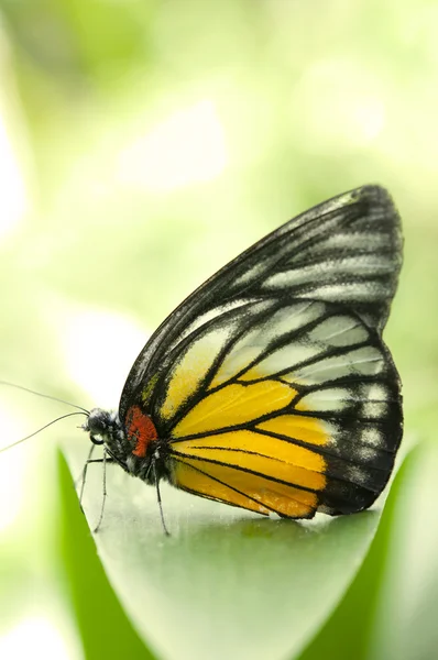 Butterly — Stock Photo, Image