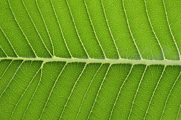 O fundo da folha de frangipani — Fotografia de Stock