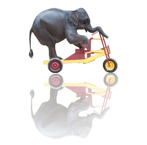 Słoń, jazda na rowerze na białym tle — Zdjęcie stockowe