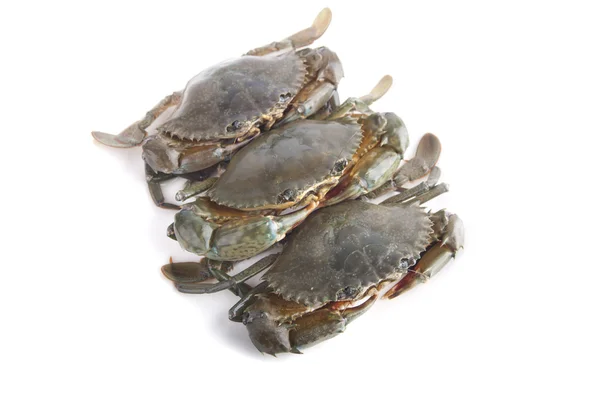 Crabes isolés en blanc — Photo