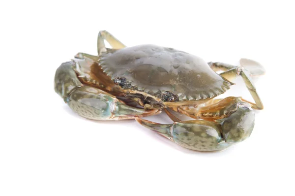 Single isolated crab with white background — Stock Photo, Image
