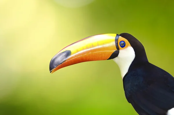 Toucan kuş — Stok fotoğraf