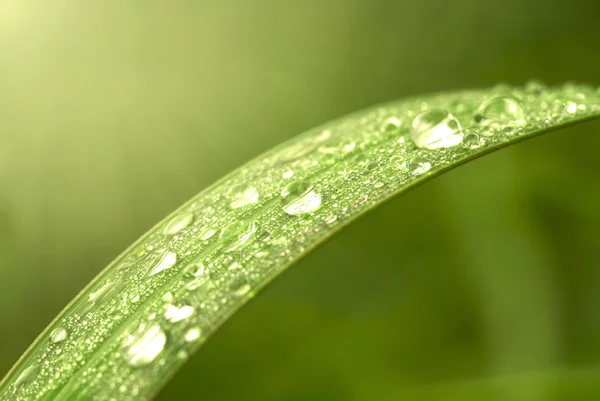 Dews과 녹색 잎 — 스톡 사진