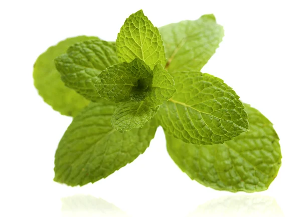 Green Mint on white background — Stock Photo, Image