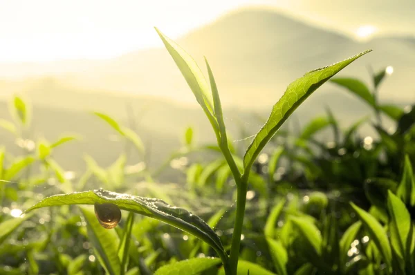Foglia di tè con piantagione sullo sfondo (Mattina ) — Foto Stock