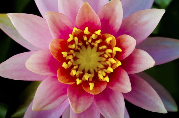 Symmetrical lotus for conceptual photo — Stock Photo, Image