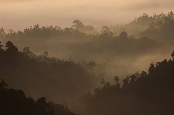 Morgondimman på tropiska bergskedja, malaysia — Stockfoto