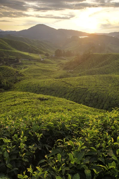 Mlhavé ráno čaj farmě na Vysočině cameron Malajsie — Stock fotografie