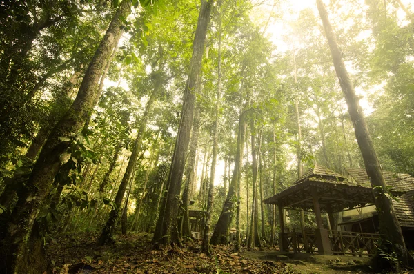 Işık ışını ile yeşil orman — Stok fotoğraf