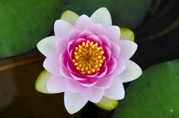 Symetryczne lotus pojęciowy Zdjęcie — Zdjęcie stockowe