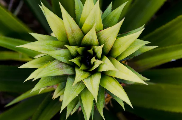 Symmetrycal top view of pineapple tree — Stock Photo, Image
