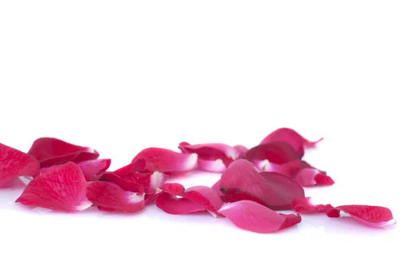 Bild av rosor och kronblad på vit bakgrund. — Stockfoto