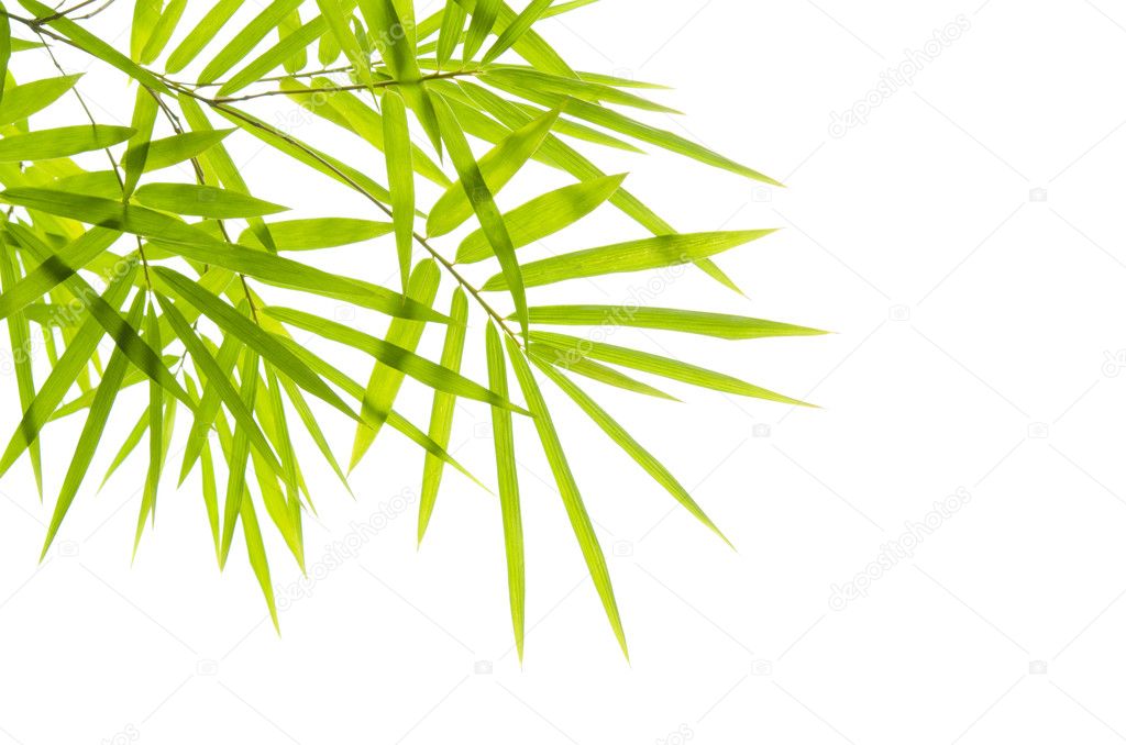 Bamboo with isolated white background