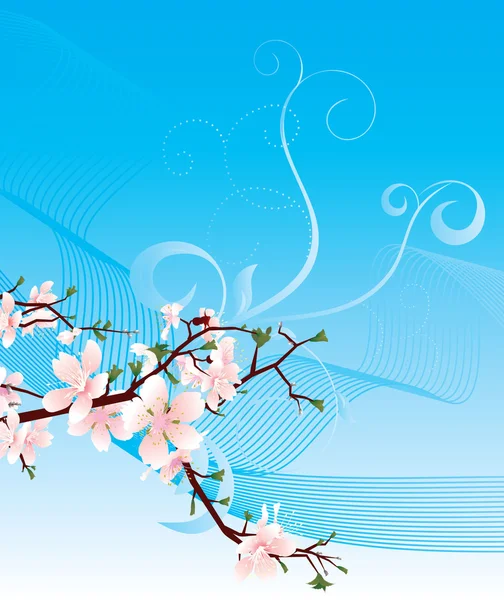 盛开的樱花和蓝色天空 — 图库照片
